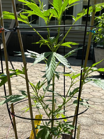 purple punch  — vegetative, day 1