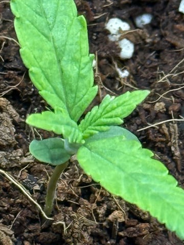 First Lady  — grow_setup, day 1