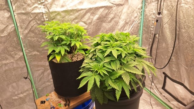 Blackberry Kush — vegetative, day 53