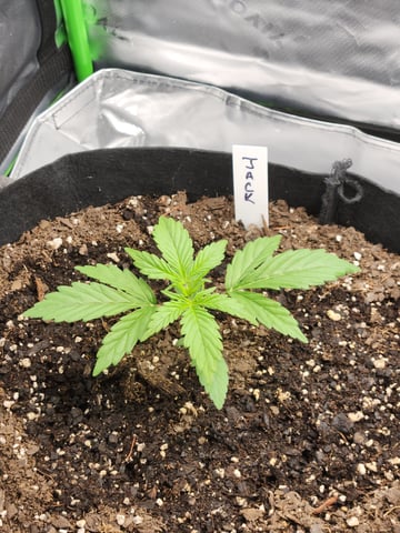 Winter Garden — vegetative, day 11