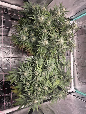 Granny Candy and PLCG — flower, day 112