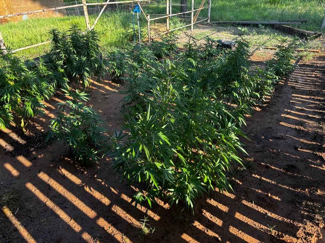 Outdoor Grow — vegetative, day 112