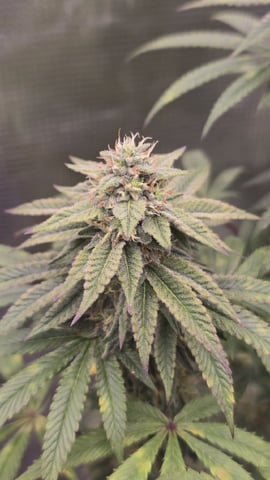 Blueberry Swirl — flower, day 77