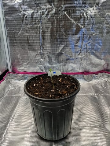 OG KUSH — germination, day 2