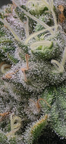 Maple Nectar  — flower, day 87