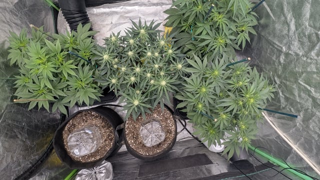 Perpetual Autoflower Mixed Grow #3 — vegetative, day 37