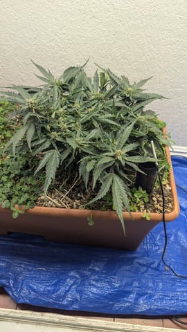 Summer Grow  — flower, day 54