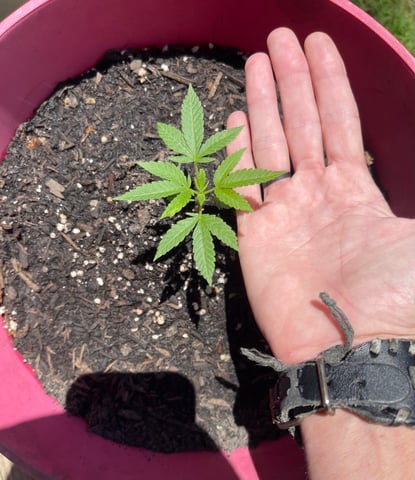 Alfie & Franki — vegetative, day 40