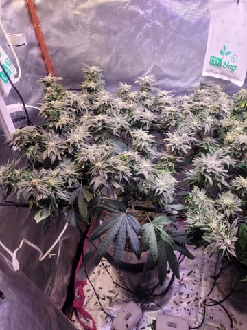 4th Grow — flower, day 3