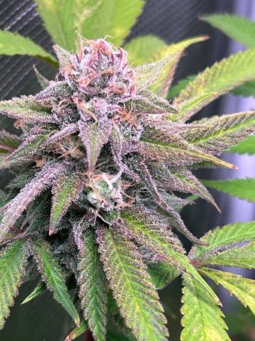 Blue Dream Feminized  — flower, day 145