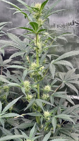 Auto Flower — flower, day 31