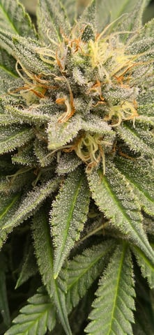 First grow - LCG(seed), GG#4(seed [possibly gorilla cookies]), Jack Hearer(clone) — flower, day 104