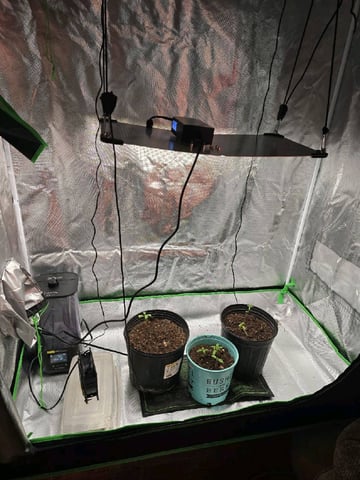 new start — vegetative, day 19