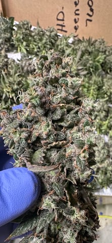 Hippo High #2 — harvest, day 2