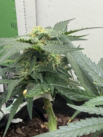 Midsummer Outdoor — flower, day 55