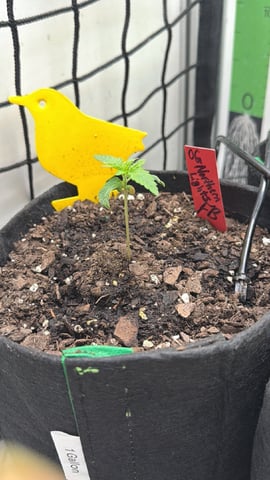 Midsummer Outdoor — vegetative, day 8