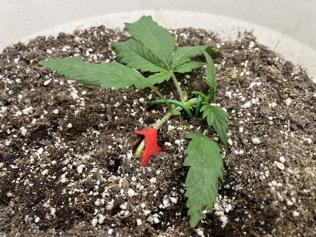 Autoskunk and OG Kush — vegetative, day 19