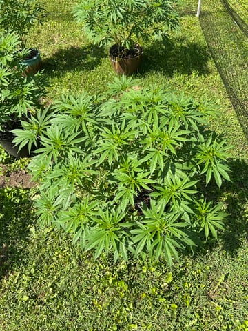 2026 Outdoor — vegetative, day 74