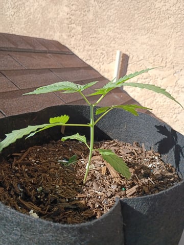 Purple Plum Perfect 💜 & 2 Grape Runtz 🍇 Mainlining garden.  — vegetative, day 41