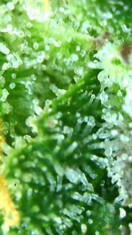 First Legal Grow — flower, day 136