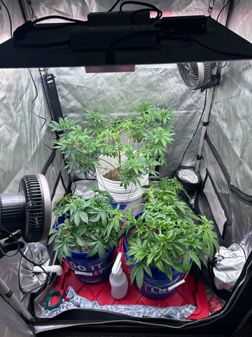 Grow#2 — vegetative, day 28