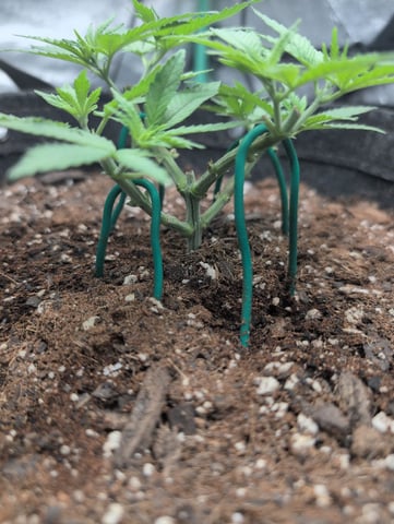 Girl Scout Cookies — vegetative, day 54