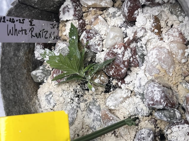 s1 Jokerz — vegetative, day 20