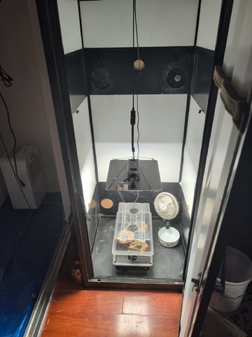 mephisto winter 2026 — vegetative, day 6