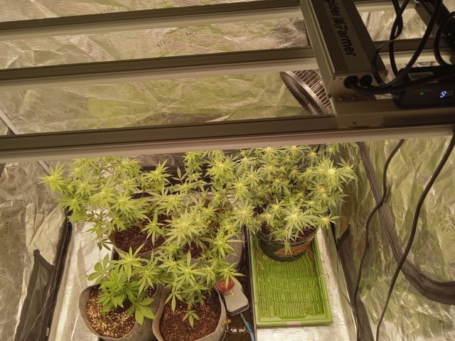 Blueberry critical kush x purple peyote wifi  and one L.a kush cake . — seedling_rooting, day 21