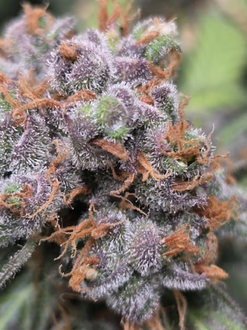 White Widow + Papaya Bomb — flower, day 129