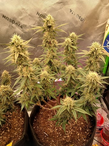 Lsd25, Dosido,GDP All Autos. — grow_setup, day 59