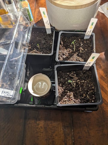 Grow Tent Starts — germination, day 9