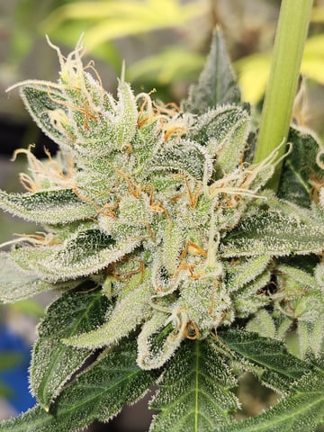 Another round of Mephisto Genetics from Schoolyard Crush and Do-si-delirium drops. — flower, day 61