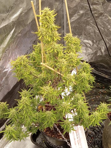 2 Apple Struddles ,1 London Pound,1banana Purple punch1gorilla Cookies ,1frostbanger  — grow_setup, day 1