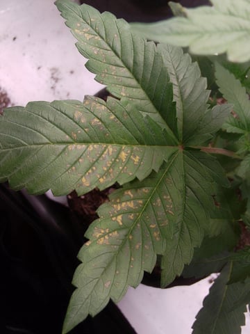 blue dream bag seed — vegetative, day 8