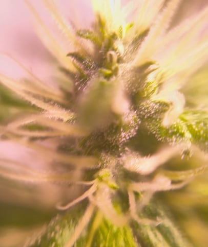 pineapple Express  — flower, day 16