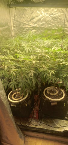 Organic Grow — flower, day 5