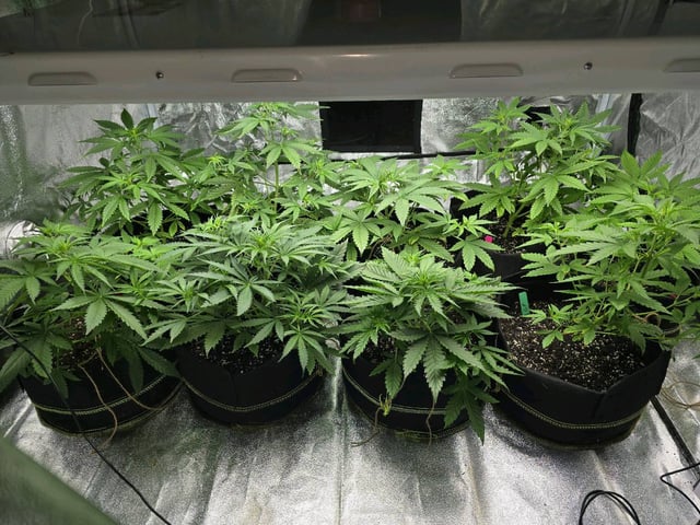 3rd Auto Grow — vegetative, day 50