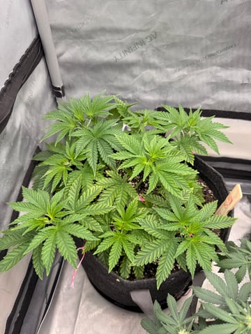 Gorilla Runtz — flower, day 33