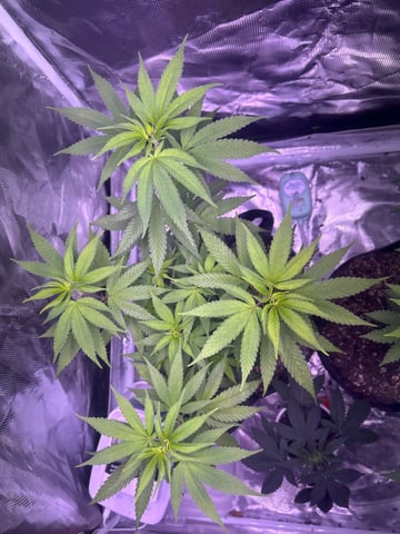 2nd grow — vegetative, day 77