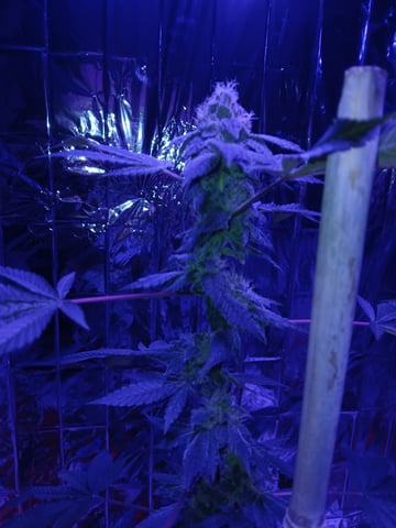 triangle kush  — flower, day 86