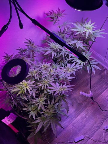  Pakistan — grow_setup, day 2