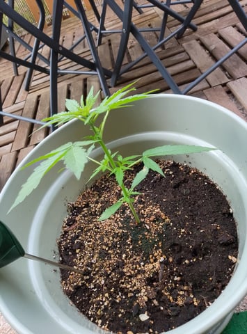 epsilon f1 — vegetative, day 10