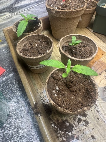 Bubba Kush — seedling_rooting, day 1