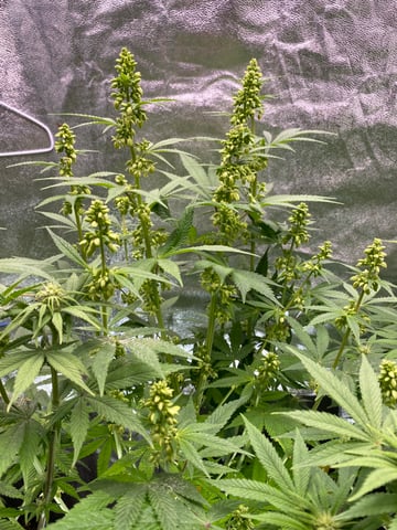 The White X Run Away Bride #3 — flower, day 65