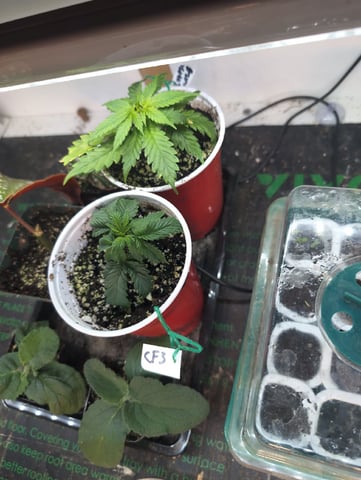 2026 Seedrun — germination, day 61