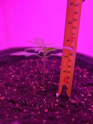 First Grow — vegetative, day 15