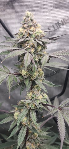 First clones (Dr nefario)  — flower, day 74