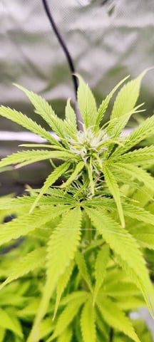 Auto OG Cush — flower, day 60