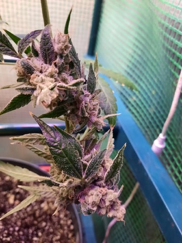 Blackberry kush — flower, day 130